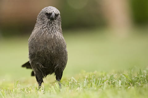 águia marrom, animal, pássaro, bico, Passaro preto, agelaius, pássaro de pipa, Corvo, jay, Codorna, plantar, grama, accipiter, Falcão, urubu, anthus, passarinho, Pombo, abutre, pomba, Águia, temas animais, um animal, animais em estado selvagem, animais selvagens, vertebrado, natureza, foco seletivo, dia, ninguém, campo, ao ar livre, terra, cor verde, fechar-se, comprimento total, focar em primeiro plano, 2K, CC0, domínio público, royalty free