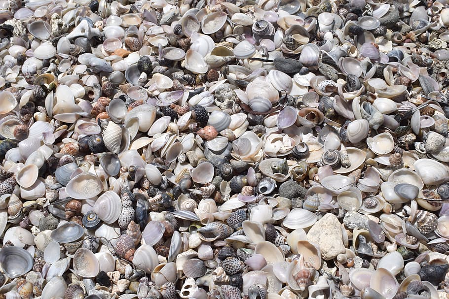 Australien, Schale, draussen, Ozean, Meer, Reise, Muster, Strand, Tapete, Meeresmuschel, Sonne, Sand, Ufer, Strandzeit, Hintergrund, große gruppe von gegenständen, Vollbild, Fülle, Hintergründe, Muschel, High Angle View, keine Leute, Tag, Rock, Tierhülle, Tierwelt, Natur, solide, Tier, Stein, Land, Kieselstein, Stein - Objekt, draußen, Marine, 5K