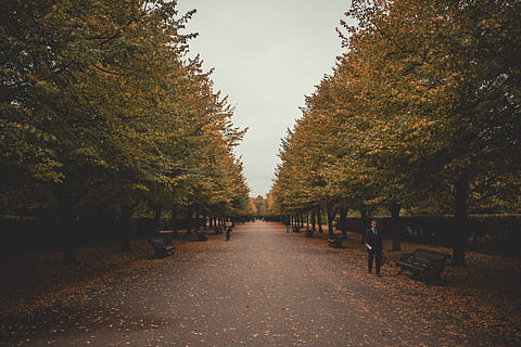 adam, yürüme, yanında, park bankı, ağaçlar, yol, Bank, düşmek, park, naip, lüle, Regents Park, Londra, ağaç, Birleşik Krallık, uk, cadde, sonbahar, Yaprak, doğa, açık havada, park - insan alanı yaptı, sezon, patika, orman, sokak, insanlar, kentsel sahne, Güneş ışığı, peyzaj, scenics, Avrupa, Kent, gün, Sarı, doğada güzellik, geçit, yaz, seyahat, insansız, gün batımı, ışık - doğal fenomen, 8K, CC0, kamu malı, telif ücretsiz
