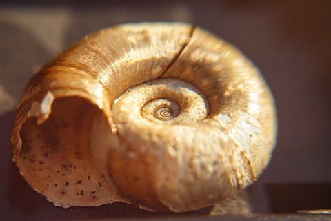 shell, spiral, macro, close-up, animal, animal wildlife, animal themes, one animal, animal shell, no people, indoors, focus on foreground, animals in the wild, selective focus, eye, mollusk, food and drink, beauty in nature, animal body part, food, brown, marine, animal eye, 5K, CC0, public domain, royalty free