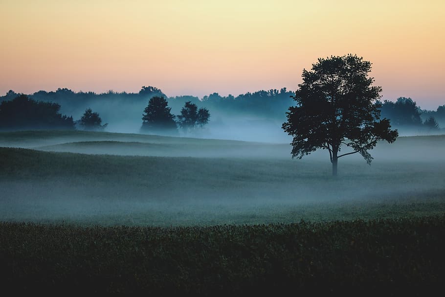 alberi, campo d'erba, crepuscolo, natura, all'aperto, cielo rosso, cielo, Alba, tramonto, 1242 co hwy 6, Hartville, stati Uniti, tempo metereologico, nebbia, grigio, paesaggio, scenario, albero, pianta, bellezza nella natura, la tranquillità, scena tranquilla, scenics - natura, nessuno, ambiente, idilliaco, scena non urbana, crescita, terra, nebbioso, silhouette, 5K