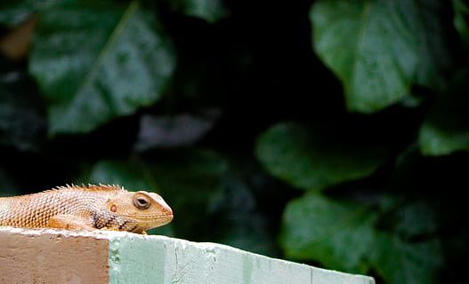 overvågning øgle, krybdyr, dyr, leguan, gekko, dyreliv, firben, grønne firben, pattedyr, fisk, ørred, høg, musvåge, fugl, klippe, Zoo, murbrokker, gnaver, egern, væsel, plante, dyre temaer, et dyr, hvirveldyr, dyr i naturen, tæt på, fokus på forgrunden, ingen mennesker, natur, rock-objekt, solid, dag, sidebillede, nuttet, udendørs, leder, dyr hoved, profilvisning, 4K, CC0, offentligt domæne, royaltyfrie