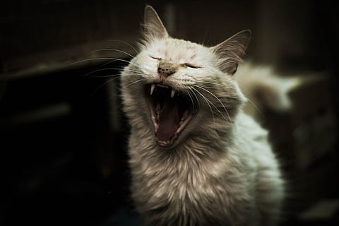 kat, Sombras, blanco, Despertar, dyre temaer, pattedyr, dyr, et dyr, husdyr, kæledyr, indenlandske, feline, indenlandske kat, gaben, dyr kropsdel, bakkenbart, tæt på, munden åben, mund, lukkede øjne, ingen mennesker, hvirveldyr, ansigtsudtryk, dyr hoved, dyre mund, dyre tænder, sort baggrund, aggression, 4K, CC0, offentligt domæne, royaltyfrie