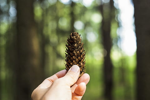 conuri de pin, pădure, copac, natură, peisaj, rază de soare, ușoară, toamnă, idilic, lumina soarelui, dispozitie, soare, lemn, verde, umbră, atmosfera, iluminare din spate, mână, deget, colectarea, Atingeți, molid, pin, silvicultură, umană, deținere, partea corpului uman, o persoana, să se concentreze asupra primelor elemente, oameni adevărați, persoană nerecunoscută, con de brad, zi, parte a corpului, plantă, perspectivă personală, degetul uman, a închide, Activitatea de agrement, în aer liber, conifer, membrul uman, Brad, 5K, CC0, domeniu public, fără drepturi de autor