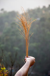 guaina marrone, sfondo sfocato, luminosa, avvicinamento, colori, luce del giorno, giorno, ambiente, messa a fuoco, erba, crescita, mano, paesaggio, montagne, all'aperto, rurale, scena, scenario, panoramico, luce del sole, alberi, mano umana, concentrarsi sulle conoscenze acquisite, una persona, persone reali, prospettiva personale, parte del corpo umano, detenzione, pianta, stili di vita, dito, natura, dito umano, persona irriconoscibile, parte del corpo, donne, attività di svago, arto umano, 5K, CC0, dominio pubblico, privo di copyright