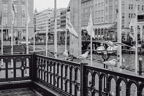 sirályok, Alster, Hamburg, épület külső, építészet, épített szerkezet, város, víz, állati témák, nap, állat, madár, gerinces, vadon élő állatok, korlát, állati vadvilág, állatok csoportja, épület, nagy csoportja az állatoknak, szabadban, véletlen emberek, természet, madárállomány, csatorna, sirály, 4K, CC0, közkincs, jogdíjmentes