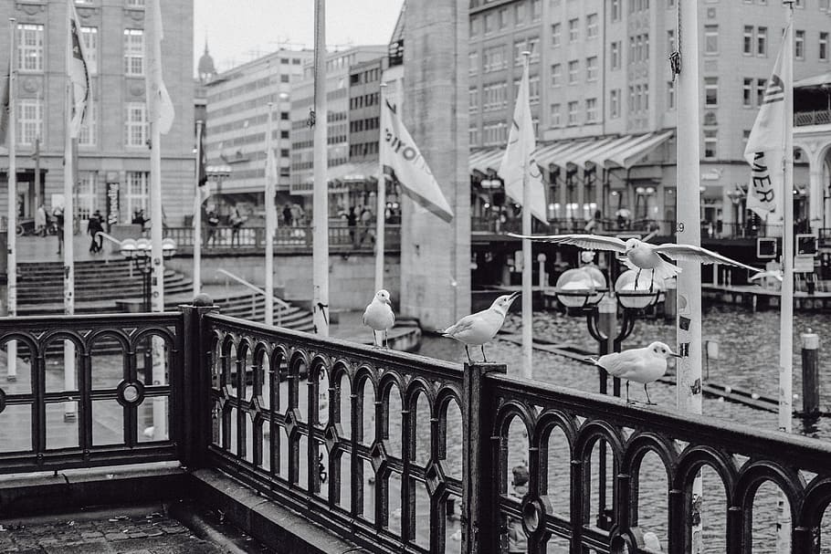 gavines, Alster, Hamburg, exterior de l'edifici, arquitectura, estructura construïda, ciutat, aigua, temes d'animals, dia, animal, ocell, vertebrats, animals a la natura, barana, fauna animal, grup d’animals, edifici, gran grup d’animals, a l'aire lliure, persones incidentals, naturalesa, ramat d’ocells, canal, gavina, 4K