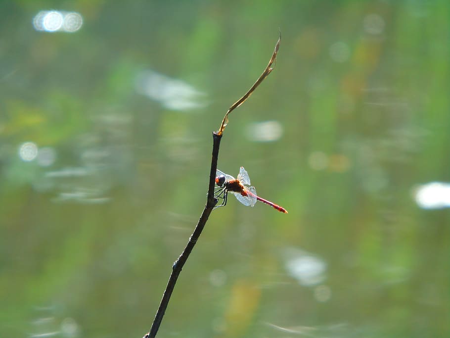 erba, errore, verde, scarafaggio, giardino, pianta, estate, un animale, animali allo stato selvatico, temi animali, fauna selvatica, animale, concentrarsi sulle conoscenze acquisite, giorno, natura, invertebrato, acqua, nessuno, insetto, all'aperto, avvicinamento, stelo vegetale, libellula, bellezza nella natura, lago, bastone - parte vegetale, 5K