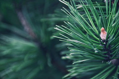 adâncime, stins, filtru, pin, verde, orizontală, tapet, cu toane, bokeh, estompa, con, copac, ac, plantă, creştere, Culoarea verde, zi, natură, parte a plantelor, a închide, frumusețe în natură, frunze, nici o persoana, să se concentreze asupra primelor elemente, selectiv, în aer liber, un animal, Brad, animale în sălbăticie, animal, animale sălbatice, liniște, conifer, ac - parte a plantelor, frunza de palmier, 5K, CC0, domeniu public, fără drepturi de autor