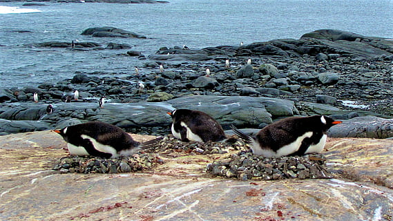antarctica, aigua, rock, grup d’animals, temes d'animals, animal, fauna animal, rock - object, sòlid, platja, ocell, vertebrats, naturalesa, animals a la natura, cap gent, mar, dia, terra, gran grup d’animals, bellesa a la natura, a l'aire lliure, còdols, 2K, CC0, domini públic, lliure de regalies