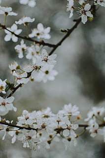 arbre de fulles blanques, planta, flor, flor de cirerer, pol·len, pètal, gerani, menjar, produir, accessori, ulleres de protecció, accessoris, primavera, fruita, albercoc, safrà, periquito, ocell, lloro, animal, frescor, bellesa a la natura, planta amb flors, fragilitat, creixement, vulnerabilitat, arbre, naturalesa, Color blanc, cap gent, branca, dia, primer pla, tranquil·litat, centrar-se en primer pla, a l'aire lliure, cap de flor, cirerer, 5K, CC0, domini públic, lliure de regalies