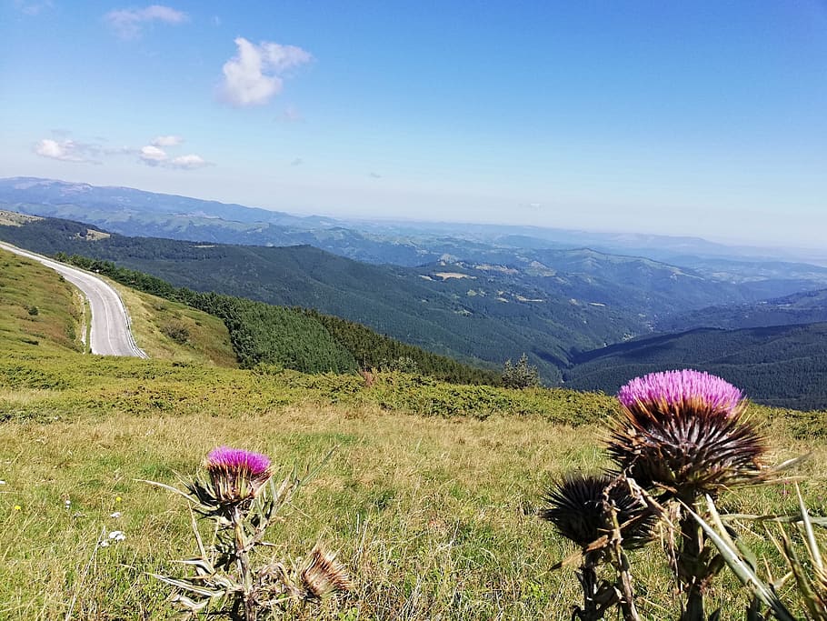 muntanyes dels Balcans, bellesa a la natura, planta, planta amb flors, flor, muntanya, naturalesa, cel, escenics - natura, tranquil·litat, escena tranquil·la, paisatge, medi ambient, escena no urbana, frescor, creixement, dia, cap gent, cap de flor, vulnerabilitat, inflorescència, color rosa, Serra, a l'aire lliure, porpra, 2K