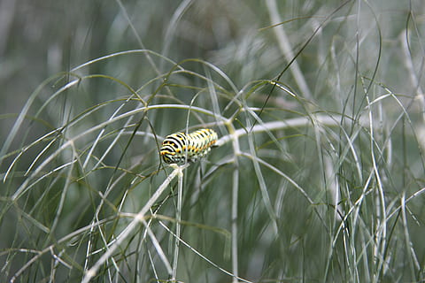 Svizzera, fauna selvatica, temi animali, animale, un animale, animali allo stato selvatico, pianta, invertebrato, natura, nessuno, avvicinamento, giorno, colore verde, concentrarsi sulle conoscenze acquisite, bellezza nella natura, insetto, messa a fuoco selettiva, erba, crescita, a strisce, bruco, all'aperto, farfalla - insetto, 4K, CC0, dominio pubblico, privo di copyright