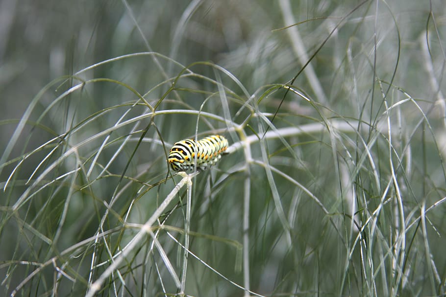 Svizzera, fauna selvatica, temi animali, animale, un animale, animali allo stato selvatico, pianta, invertebrato, natura, nessuno, avvicinamento, giorno, colore verde, concentrarsi sulle conoscenze acquisite, bellezza nella natura, insetto, messa a fuoco selettiva, erba, crescita, a strisce, bruco, all'aperto, farfalla - insetto, 4K