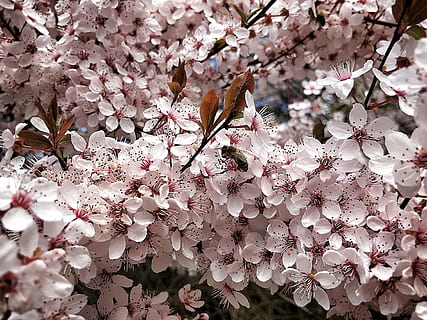 primavera, albero, fioritura, fiori, alberi in fiore, natura, ape, rosa, fiori rosa, rami fioriti, pianta, frühlingsanfang, ramoscello fiorente, pianta fiorita, fiore, fragilità, freschezza, bellezza nella natura, fiorire, crescita, vulnerabilità, fiore di ciliegio, avvicinamento, colore rosa, ramo, nessuno, giorno, petalo, ciliegio, all'aperto, testa di fiore, 4K, CC0, dominio pubblico, privo di copyright