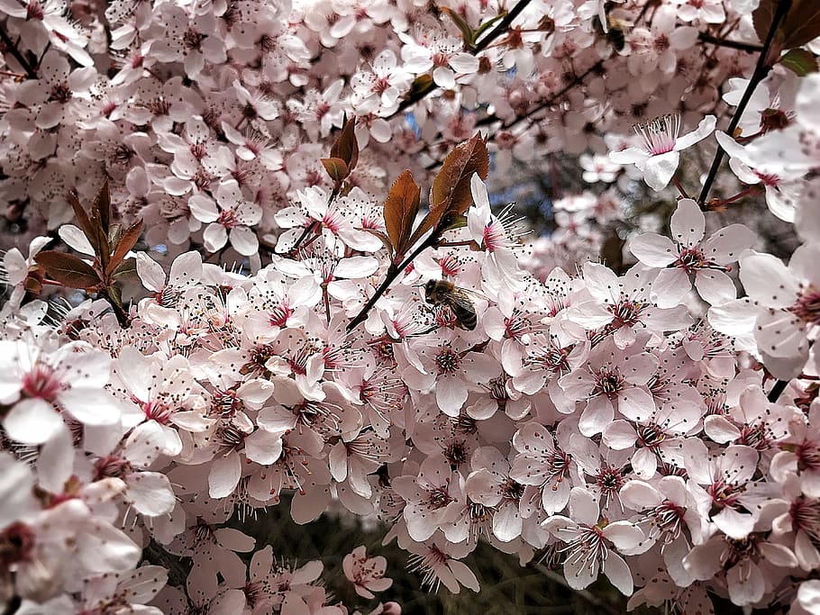 primavera, albero, fioritura, fiori, alberi in fiore, natura, ape, rosa, fiori rosa, rami fioriti, pianta, frühlingsanfang, ramoscello fiorente, pianta fiorita, fiore, fragilità, freschezza, bellezza nella natura, fiorire, crescita, vulnerabilità, fiore di ciliegio, avvicinamento, colore rosa, ramo, nessuno, giorno, petalo, ciliegio, all'aperto, testa di fiore, 4K