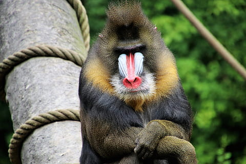 babuin, maimuţă, figura, animale, nas rosu, animal, crearea, Tiergarten, mamifer, sta, vigilenţă, blană, maro, un interesant, cap, portret, surykatka, gură, gesturi, calm, leneş, război vopsea, animale tematice, animale sălbatice, un animal, arhiepiscop, animale în sălbăticie, animale vertebrate, să se concentreze asupra primelor elemente, nici o persoana, zi, a închide, copac, animalele în captivitate, partea corpului animalului, natură, grădină zoologică, relaxare, în aer liber, cap de animal, gura deschisa, 5K, CC0, domeniu public, fără drepturi de autor