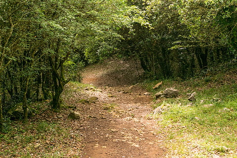 cesta, les, stromy, krajina, lesy, Příroda, scénický, avenue, mlha, turistika, zelená, přes, listy, strom, mystik, dřevo, most, Procházka, rostlina, směr, cesta vpřed, růst, přistát, pěšina, zelená barva, klid, den, krása v přírodě, mimoměstské scény, nikdo, klidné scény, venku, špína, polní cesta, scenics - příroda, stezka, 5K, CC0, veřejná doména, bez autorských práv