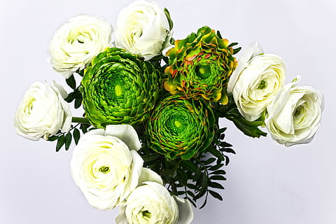 ranunculus, žiedas, žydi, pavasaris, pobūdį, augalų, balta, geltona, žalias, hahnenfußgewächs, ranunculaceae, puokštė, gėlė, šviežumas, rožė, žydintys augalai, pakilo, grožis gamtoje, Iš arti, patalpose, žalia spalva, variacija, nėra žmonių, studija, pasirinkimas, balta spalva, gėlių galva, kelių spalvų, žiedynas, žiedlapis, gėlių kompozicija, gėlių puokštė, 5K, CC0, Viešasis domenas, nemokamai