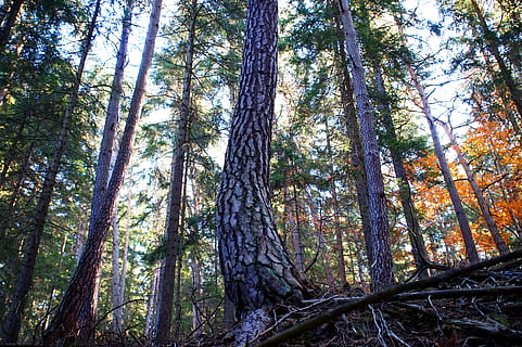 pi, arbre, escorça, bosc, tardor, conífera, fusta, naturalesa, bosc mixt, registre, llum, planta, terra, tronc de l'arbre, tronc, tranquil·litat, bellesa a la natura, creixement, vista d’angle baix, escenics - natura, escena tranquil·la, cap gent, dia, escena no urbana, a l'aire lliure, cel, alta - alta, bambú - planta, copa de l'arbre, arbre de coníferes, 5K, CC0, domini públic, lliure de regalies