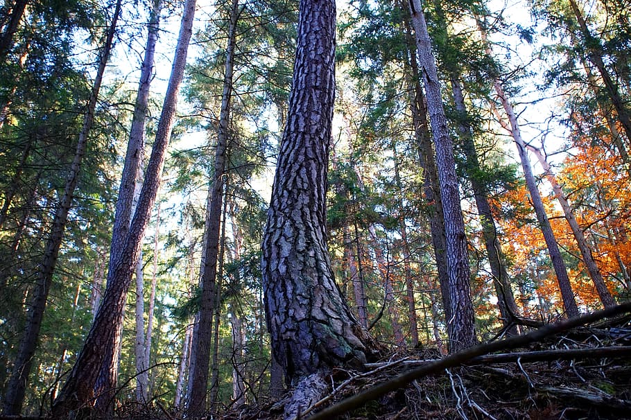 pi, arbre, escorça, bosc, tardor, conífera, fusta, naturalesa, bosc mixt, registre, llum, planta, terra, tronc de l'arbre, tronc, tranquil·litat, bellesa a la natura, creixement, vista d’angle baix, escenics - natura, escena tranquil·la, cap gent, dia, escena no urbana, a l'aire lliure, cel, alta - alta, bambú - planta, copa de l'arbre, arbre de coníferes, 5K