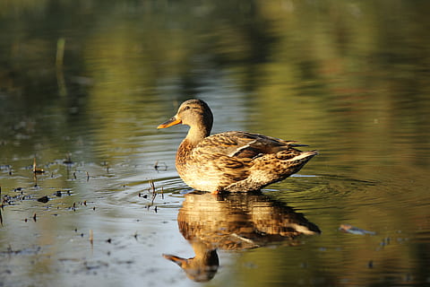 mallard, female, pond, reflection, bird, animal themes, lake, animal, water, animals in the wild, animal wildlife, vertebrate, one animal, duck, waterfront, nature, no people, poultry, day, swimming, beauty in nature, water bird, 5K, CC0, public domain, royalty free