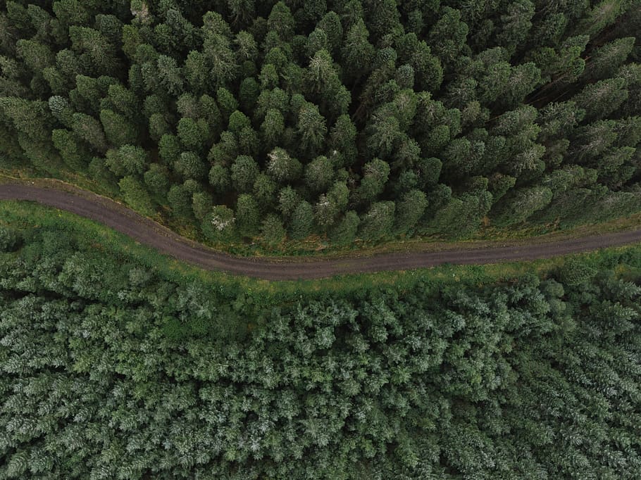 verde, alberi di pino, giorno, broccoli, verdura, produrre, pianta, cibo, flora, albero, conifera, runacraig, Regno Unito, tasso, colore verde, crescita, bellezza nella natura, scenics - natura, la tranquillità, scena tranquilla, terra, vista aerea, paesaggio, ambiente, nessuno, natura, agricoltura, foresta, mezzi di trasporto, fotogramma intero, campo, all'aperto, piantagione, 2K