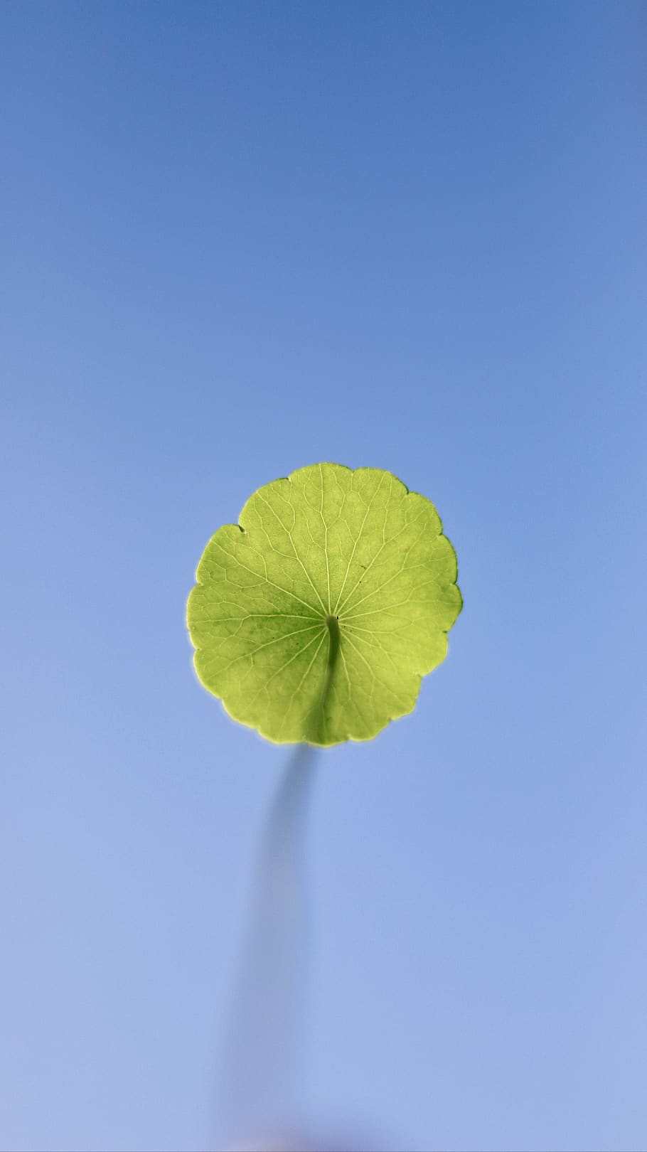 fulla verda, flor, flora, planta, gerani, lli, full, herba, blau, cel, cel clar, còpia espai, frescor, cap gent, naturalesa, primer pla, bellesa a la natura, tir de l'estudi, fons de colors, part de la planta, sol objecte, a l'aire lliure, color verd, vulnerabilitat, senzillesa, dia, fons blau, flotant a l'aigua, 5K