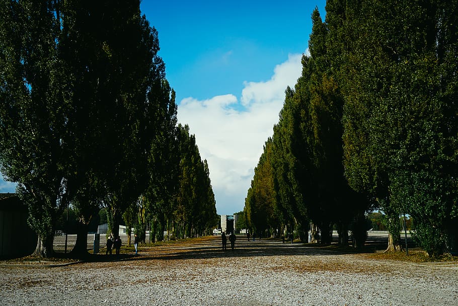 Due, persone, in piedi, alberi, luce del giorno, parco, albero, pianta, cielo, natura, crescita, la strada davanti, direzione, giorno, sentiero, la tranquillità, all'aperto, treelined, bellezza nella natura, nuvola - cielo, scena tranquilla, persone accessorie, prospettiva decrescente, parco - spazio creato dall'uomo, lungo, 4K