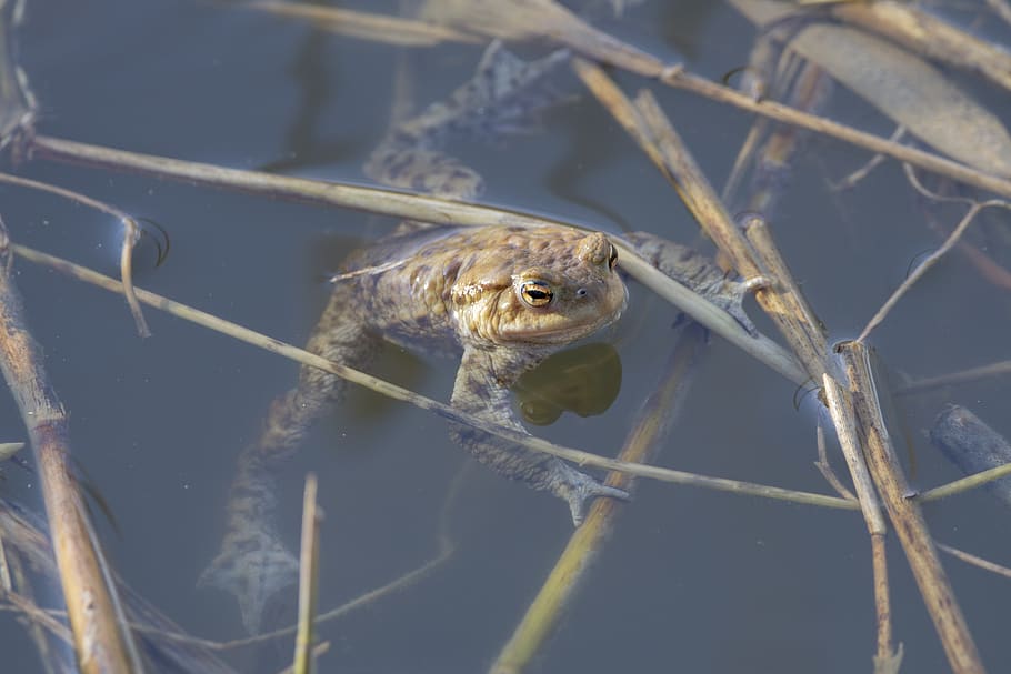 tudse, frø, Dam, padde, dyr, dyre temaer, et dyr, dyreliv, dyr i naturen, hvirveldyr, ingen mennesker, natur, tæt på, dag, høj vinkel visning, metal, pattedyr, udendørs, kigger på kameraet, gnaver, vand, krybdyr, 5K