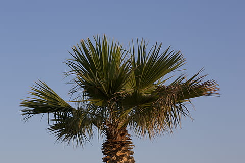 palmė, medis, tropinis klimatas, dangus, augalų, žemas kampo vaizdas, lapai, palmių lapai, mėlyna, augimą, nėra žmonių, medžio kamienas, pobūdį, švarus dangus, bagažinė, data palmės medis, dieną, grožis gamtoje, lauke, žalia spalva, atogrąžų medis, kokoso palmių, tiesiogiai žemiau, 5K, CC0, Viešasis domenas, nemokamai