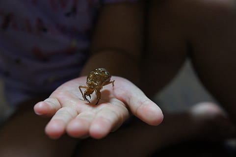 cicala, fuori guscio, estate, cicala attraverso la conchiglia, insetto, cicala d'oro fuori 壳, mano, bambini, un animale, mano umana, fauna selvatica, animali allo stato selvatico, parte del corpo umano, una persona, detenzione, invertebrato, avvicinamento, Sezione centrale, piccolo, giorno, dito, concentrarsi sulle conoscenze acquisite, messa a fuoco selettiva, marino, 4K, CC0, dominio pubblico, privo di copyright