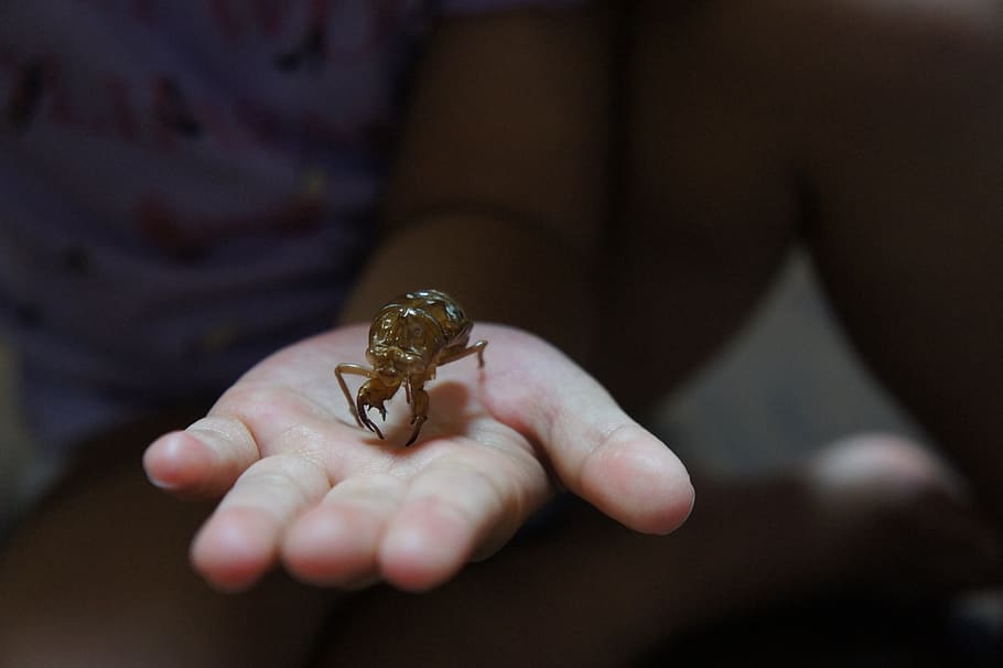 cigala, petxina, estiu, cigala a través de closca, insecte, or cicada off, mà, nens, un animal, mà humana, fauna animal, animals a la natura, part del cos humà, una persona, celebració, invertebrat, primer pla, secció mitjana, petit, dia, dit, centrar-se en primer pla, enfocament selectiu, marí, 4K