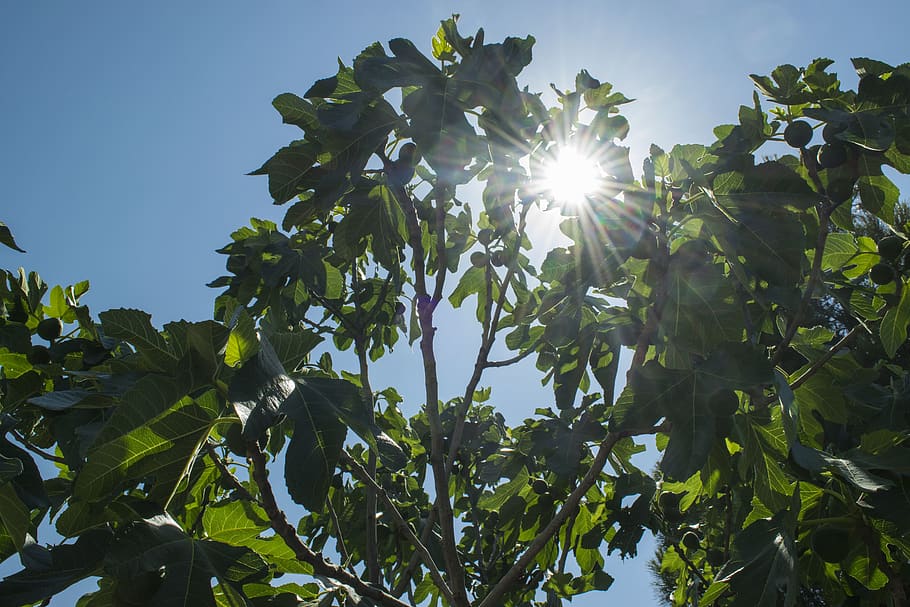 sol, arbre, full, fulles, fig, Itàlia, estiu, elia clerici, part de la planta, cel, creixement, vista d’angle baix, planta, llum solar, naturalesa, raig de sol, bellesa a la natura, flare de la lent, color verd, dia, assolellat, a l'aire lliure, cap gent, tranquil·litat, cel clar, brillant, streaming, lluminós, bengales solars, 5K