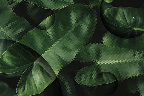 Anthurium, kulisse, baggrund, blank, sløring, sløret, farve, kopiere plads, copyspace, mørk, indretning, dekoration, design, design rum, effekt, element, folha de anturio, Skov, grøn, grønne, indre, jungle, blad, grøn farve, plante del, tæt på, ingen mennesker, tekstil, plante, natur, fuld ramme, skønhed i naturen, mønster, vækst, indendørs, høj vinkel visning, baggrunde, dag, stilleben, friskhed, blade, 4K, CC0, offentligt domæne, royaltyfrie