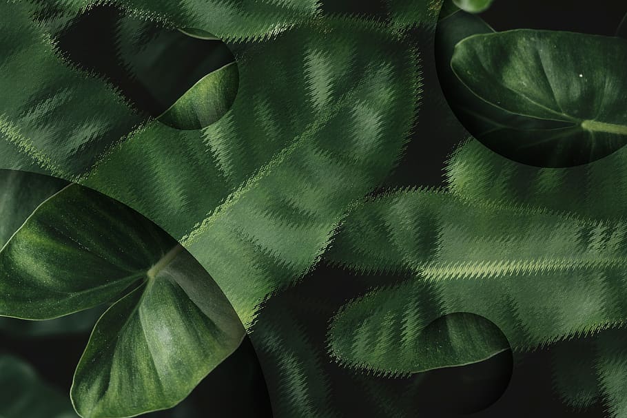 anthurium, teló de fons, fons, en blanc, borrós, borrosa, color, còpia espai, copyspace, fosc, decoració, disseny, espai de disseny, efecte, element, folha de anturio, bosc, verd, interior, jungla, full, color verd, part de la planta, primer pla, cap gent, tèxtil, planta, naturalesa, marc complet, bellesa a la natura, patró, creixement, a l'interior, vista d’angle alt, dia, natura morta, frescor, fulles, 4K