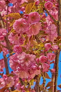 flower, cherry, tree, branch, flowering, plant, outbreak, colorful, flowering plant, vulnerability, fragility, pink color, freshness, beauty in nature, petal, growth, close-up, no people, blossom, nature, flower head, day, inflorescence, focus on foreground, outdoors, springtime, cherry blossom, cherry tree, 5K, CC0, public domain, royalty free