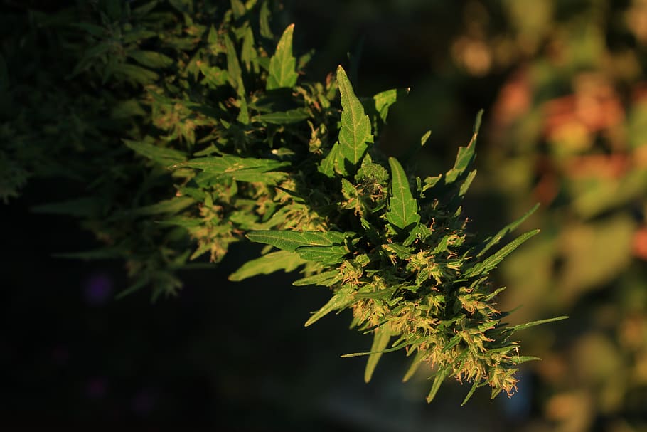 verd kush, color verd, planta, creixement, primer pla, full, part de la planta, naturalesa, centrar-se en primer pla, cap gent, bellesa a la natura, dia, a l'aire lliure, enfocament selectiu, arbre, animals a la natura, fauna animal, un animal, llum solar, frescor, animal, picant, arbre de coníferes, 5K