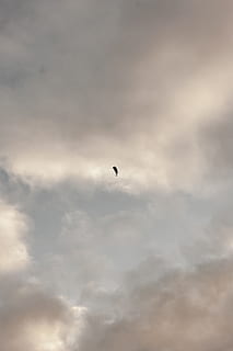bilde, blå, himmel, skyer, handling, fugl, Sky, soloppgang, dagslys, skumring, kveld, flygning, tåke, dom, landskap, natur, utendørs, silhouette, sol, solnedgang, vind, sky - himmel, lav vinkel visning, skjønnhet i naturen, flying, i lufta, ett dyr, ingen folk, ro, naturskjønnhet - natur, overskyet, dyr, transport, virveldyr, dyre temaer, dyreliv, 4K, CC0, offentlig domene, opphavsrett gratis