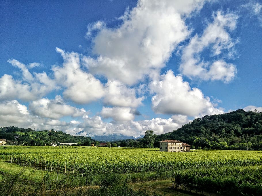 Italia, conegliano, Cloudscape, cielo, nuvoloso, prosecco, paesaggio, vigneto, nube, nuvola - cielo, pianta, ambiente, scena rurale, campo, agricoltura, azienda agricola, scenics - natura, terra, albero, colore verde, bellezza nella natura, raccolto, crescita, natura, struttura costruita, architettura, nessuno, all'aperto, 2K