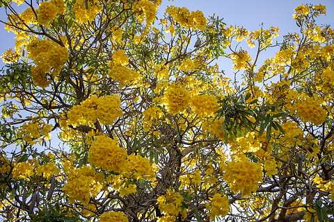Pflanze, Baum, Blatt, Ahorn, blühen, Blume, Baumstamm, Pollen, Eiche, Sonnenlicht, städtisch, Stadt, Dorf, Metropole, Gebäude, Stadt, Venen, Turm, die Architektur, Kirchturm, Gelb, Flachwinkelansicht, Herbst, Schönheit in der Natur, Veränderung, Wachstum, Ast, Natur, Himmel, keine Leute, Pflanzenteil, Tag, Hintergründe, Ruhe, draußen, blühende Pflanze, natürlicher Zustand, Herbstkollektion, fallen, Baumkrone, 5K, CC0, gemeinfrei, lizenzfrei