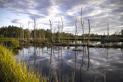 corps, eau, vert, des arbres, nuageux, ciel, des nuages, Aube, soir, champ, sombre, herbe, hdr, paysage, le marais, Prairie, la nature, roseau, réflexion, été, le coucher du soleil, des troncs d'arbres, zone humide, les bois, nuage - ciel, plante, Lac, tranquillité, beauté dans la nature, scène tranquille, personne, paysages - nature, croissance, arbre, journée, scène non urbaine, en plein air, idyllique, lac de réflexion, 5K, CC0, domaine public, libre de droits