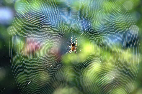 Spinnennetz, Spinne, Insekt, Sommer-, Indischer Sommer, Herbstanfang, Natur, Garten, Spinnentier, ein Tier, Tier, Gliederfüßer, Tierthemen, wirbellos, Tierwelt, Nahansicht, Zerbrechlichkeit, keine Leute, Tiere in freier Wildbahn, Verletzlichkeit, Fokus auf den Vordergrund, Tag, Zoologie, Schönheit in der Natur, draußen, Netz, Tierbein, konzentrisch, 5K, CC0, gemeinfrei, lizenzfrei