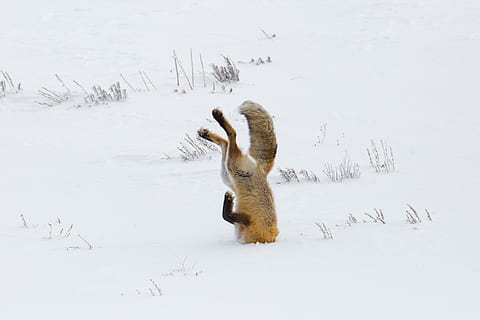 fox, red, jumping, hunter, hunting, wildlife, nature, snow, winter, predator, wilderness, nps, yellowstone national park, wyoming, usa, carnivore, mammal, wild, furry, watchful, animal, buried, cold temperature, animal themes, vertebrate, field, animals in the wild, no people, animal wildlife, land, beauty in nature, day, one animal, white color, domestic animals, 2K, CC0, public domain, royalty free