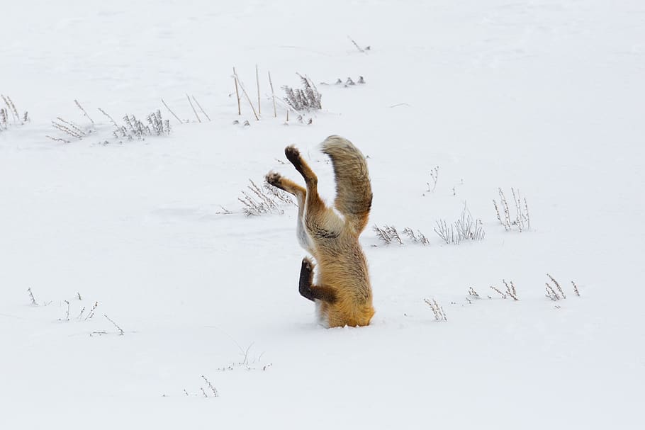 guineu, vermell, saltar, caçador, cacera, vida salvatge, naturalesa, neu, hivern, depredador, desert, nps, parc nacional de Yellowstone, wyoming, EUA, carnívor, mamífer, salvatge, pelut, vigilant, animal, enterrat, temperatura de fred, temes d'animals, vertebrats, camp, animals a la natura, cap gent, fauna animal, terra, bellesa a la natura, dia, un animal, Color blanc, animals domèstics, 2K