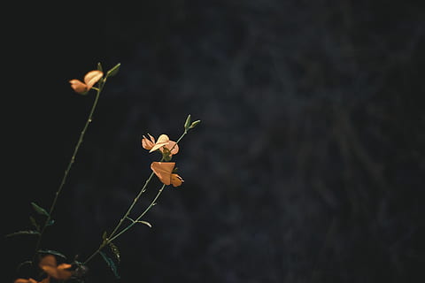 Flores amarillas, hoja, planta, flor, acanthaceae, árbol, animal, pájaro, ligero, llamarada, Rosa, suelo, lino, mirlo, agelaius, pétalo, silueta, narciso, venas, brote, belleza en la naturaleza, naturaleza, fragilidad, crecimiento, planta floreciendo, vulnerabilidad, de cerca, centrarse en primer plano, frescura, nadie, al aire libre, tallo de la planta, día, copia espacio, parte de la planta, tierra, cabeza de flor, planta marchita, 4K, CC0, dominio público, libre de derechos