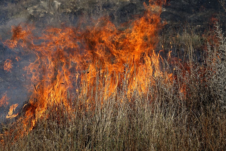 foc, vegetació, sec, flama, calor, cremant, calenta, foc - fenomen natural, calor - temperatura, naturalesa, color taronja, cap gent, planta, bosc, medi ambient, terra, fum - estructura física, arbre, dia, a l'aire lliure, qüestions ambientals, senyal d'advertència, moviment, signe, infern, 5K