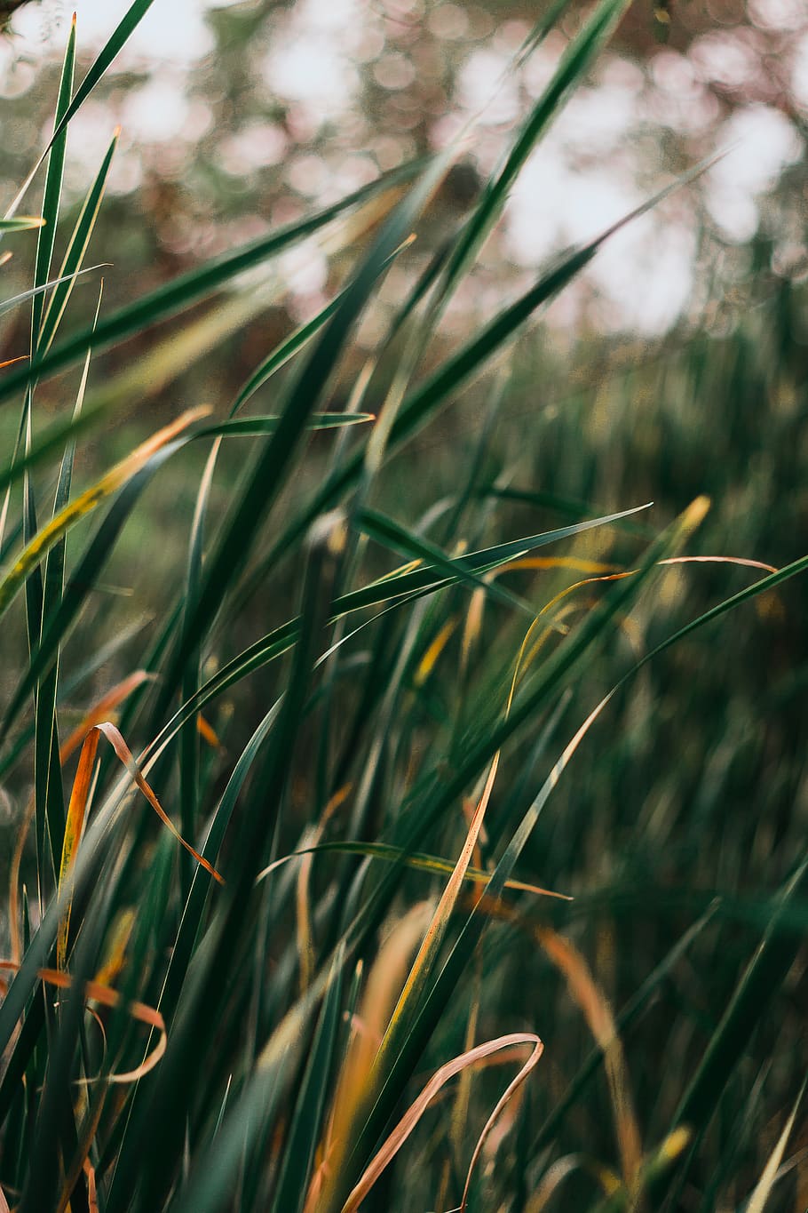 grønne græs, græs, plante, græsplæne, Agropyron, natur, reed, 50 mm, vinter, humørsyg, årgang, træer, kølige toner, blade, grøn, fedt nok, kold, Anthus, fugl, dyr, blomst, vækst, skønhed i naturen, fokus på forgrunden, Mark, jord, dag, ingen mennesker, tæt på, ro, grøn farve, selektiv fokusering, udendørs, landbrug, afgrøde, græsblad, landskab, sollys, timothy græs, stilk, 5K