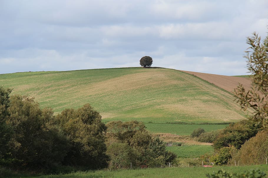 strom, kopec, kopcovitý, louka, nebe, Příroda, krajina, panoráma, odpočinek, životní prostředí, rostlina, scenics - příroda, přistát, klidné scény, krása v přírodě, mrak - nebe, klid, pole, zelená barva, tráva, mimoměstské scény, den, růst, idylický, nikdo, venku, zvlněná krajina, 5K