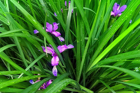 fons de pantalla, planta, flor, color verd, planta amb flors, bellesa a la natura, frescor, creixement, porpra, naturalesa, vulnerabilitat, fragilitat, primer pla, full, part de la planta, pètal, cap gent, inflorescència, dia, botànica, herba, cap de flor, a l'aire lliure, primavera, iris - planta, fulla d'herba, 1080P, CC0, domini públic, lliure de regalies
